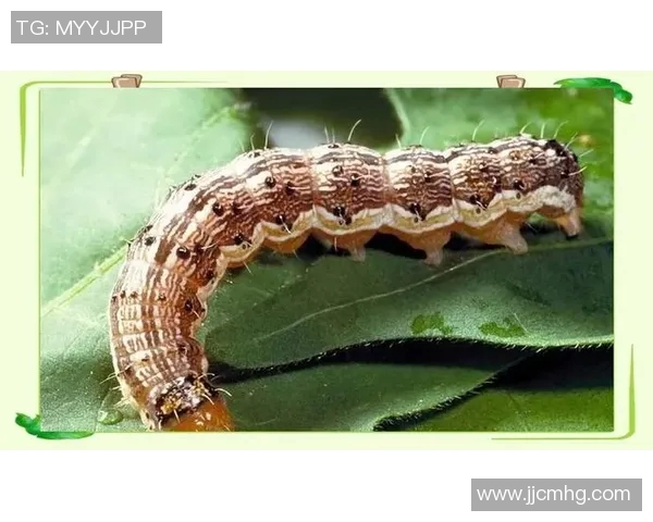 探索弗格的魅力与影响力揭示其在当代文化中的独特地位与价值